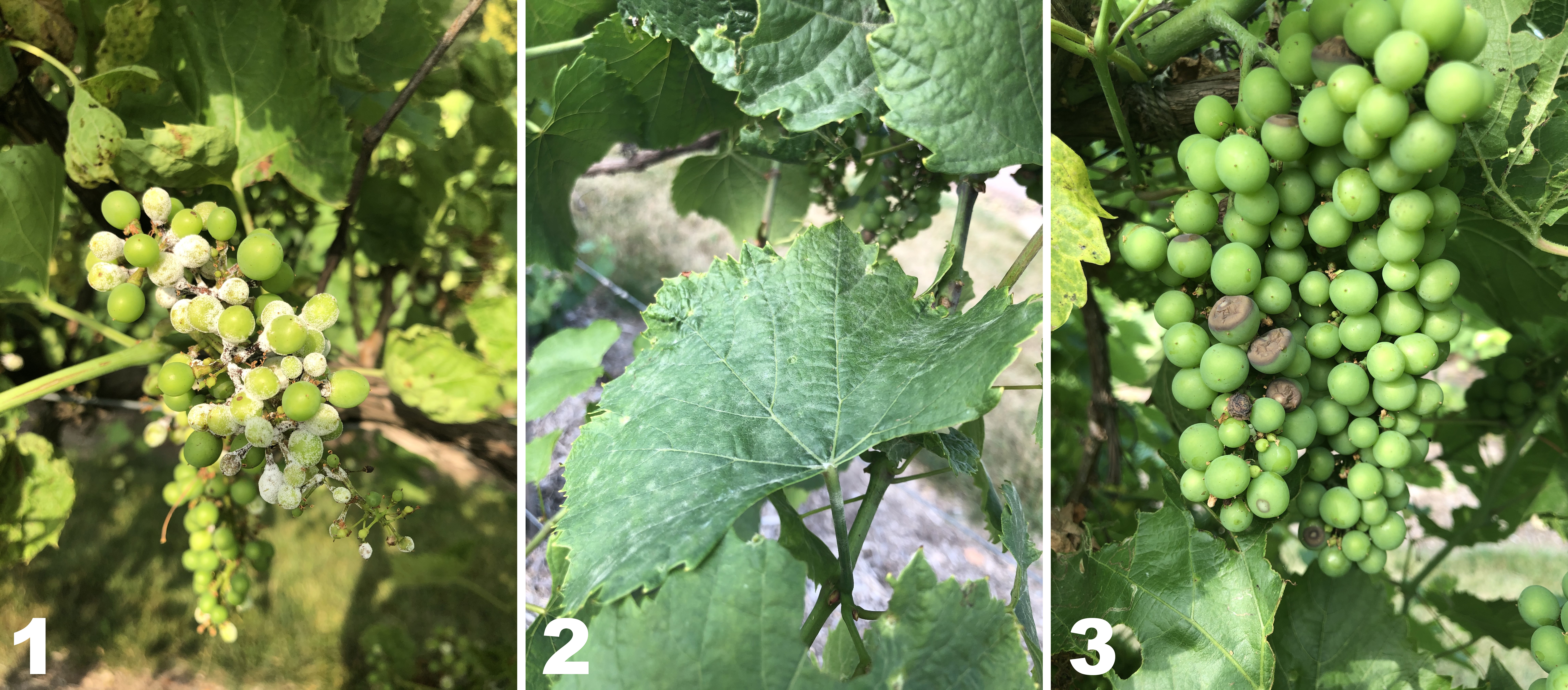 Downy mildew, powdery mildew and black rot on grapes